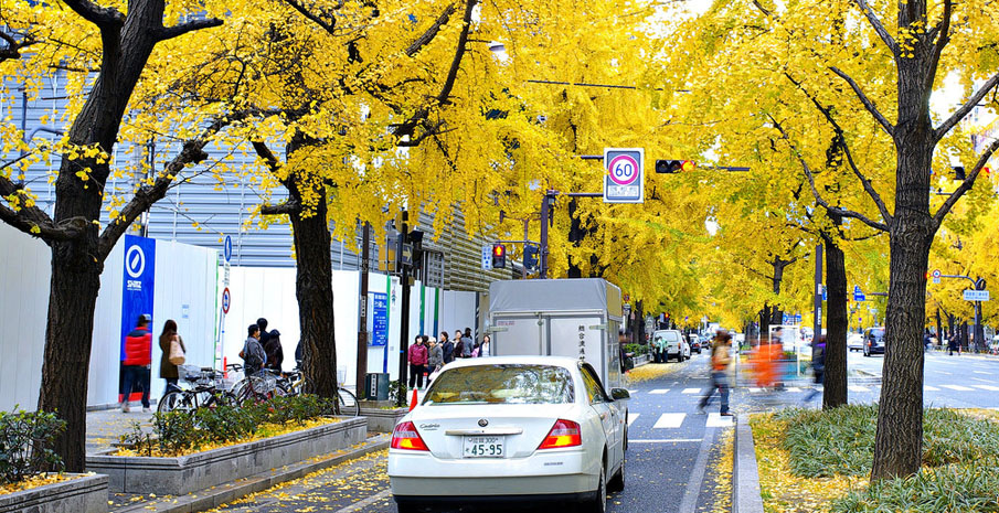 Hàng cây ngân hạnh vàng rực trên đại lộ Midosuji Osaka mùa thu