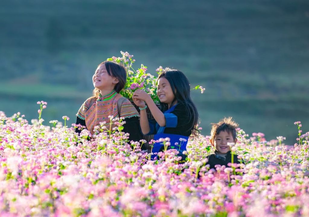 Hoa tam giác mạch Hà Giang