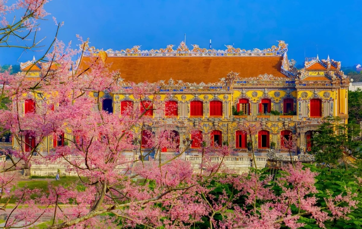 Sắc hồng cây ngô đồng mộng mơ
