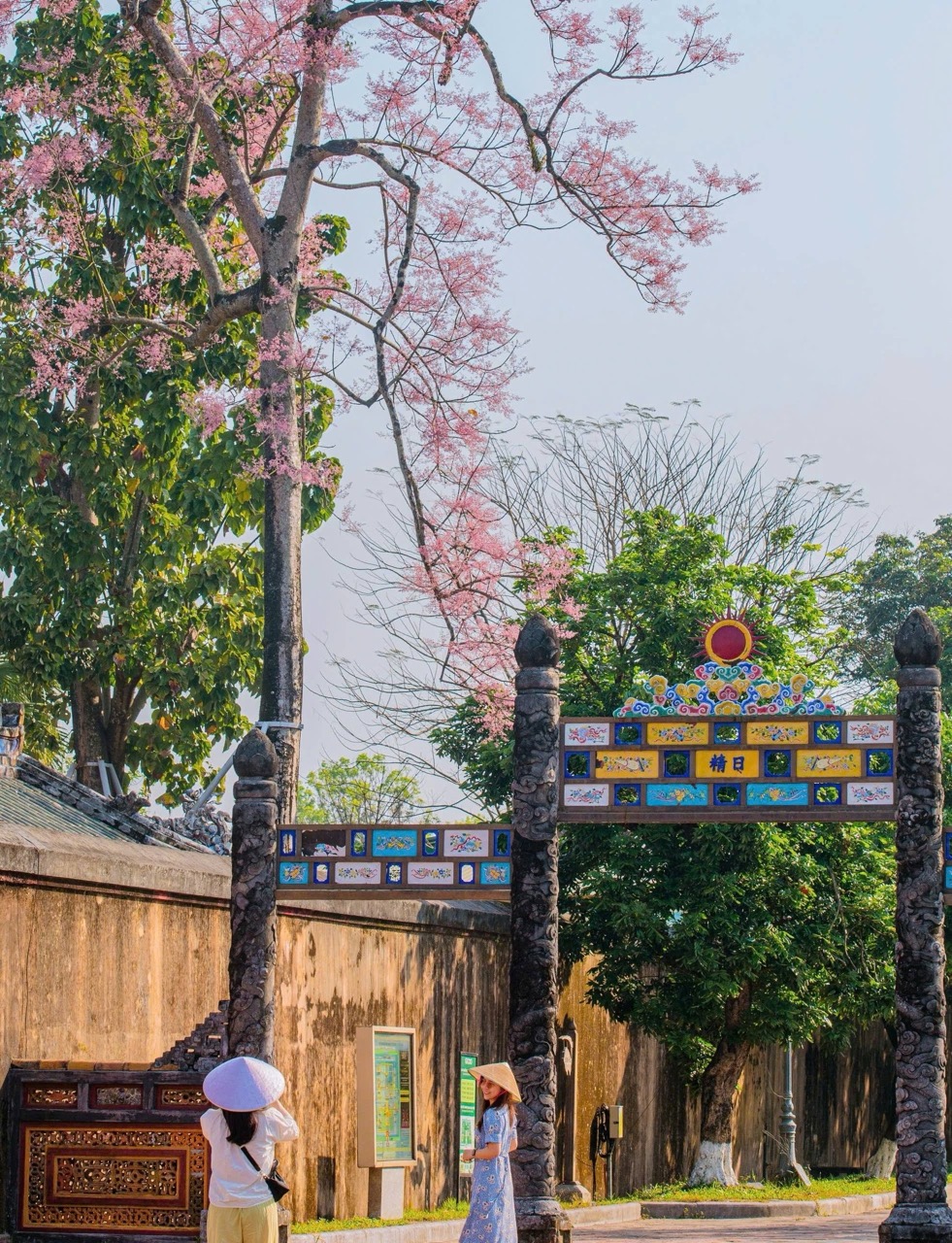 Du khách check in Đại Nội Huế mùa hoa ngô đồng