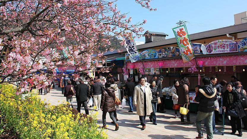 Kawazu Zakura Festival với gian hàng ẩm thực và quà lưu niệm hấp dẫn