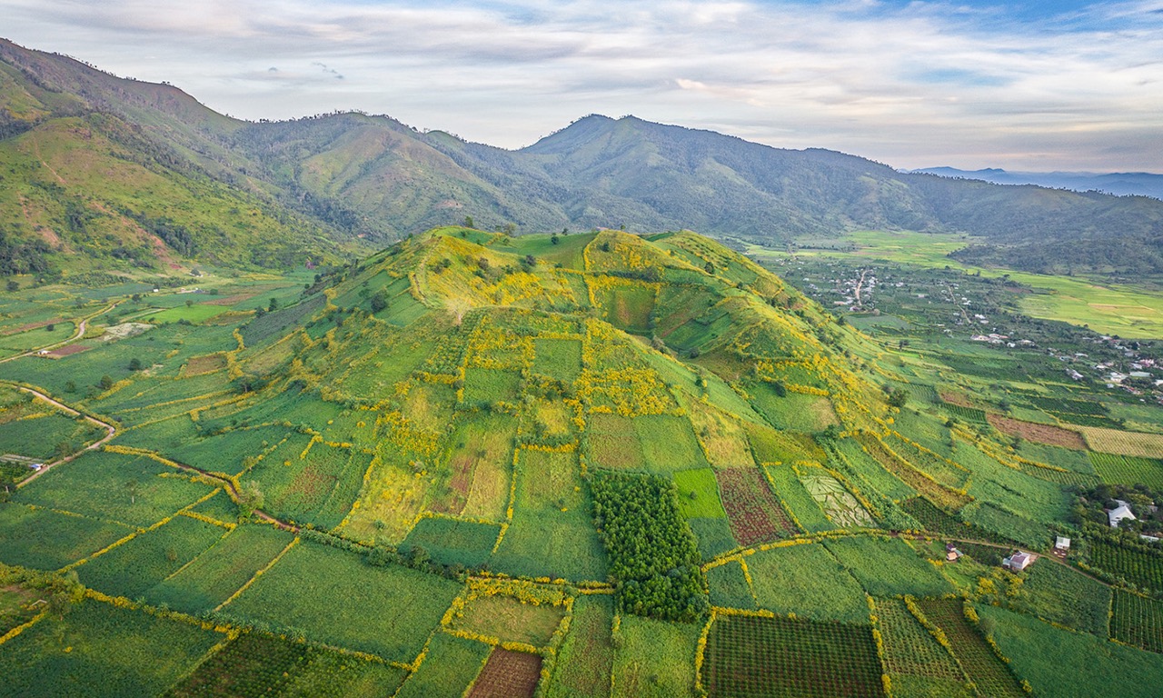 Núi lửa Chư Đăng Ya mùa dã quỳ nở rộ