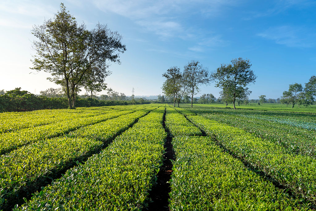 Đồi chè Biển Hồ Chè Pleiku xanh mướt