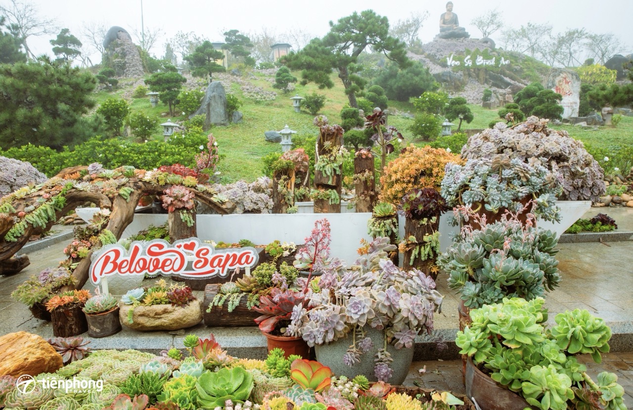 Lễ hội hoa sen đá 2025
