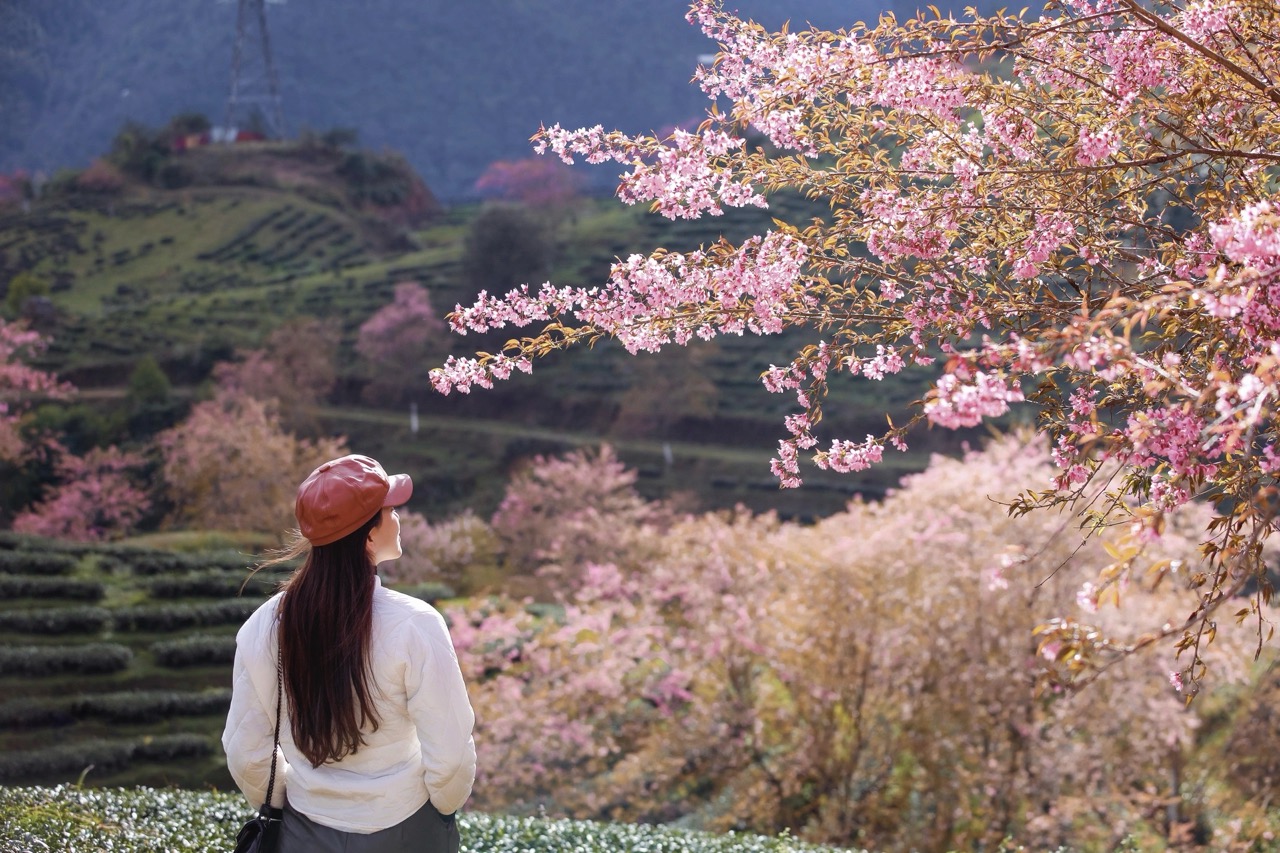 Mai anh đào khoe sắc ở Sapa