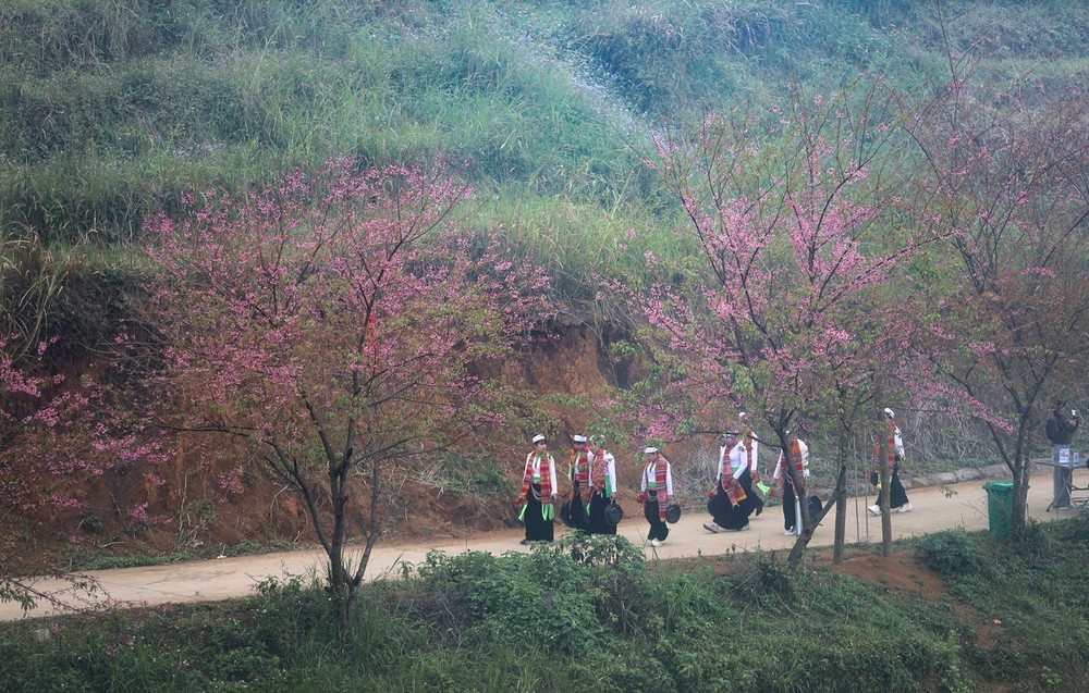 Mùa hoa anh đào nở rộ tại xóm Mừng, huyện Cao Phong, Hòa Bình