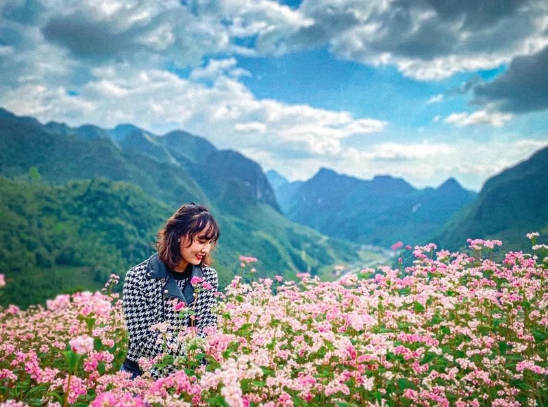 Ngắm hoa tam giác mạch cùng Tiên Phong Travel