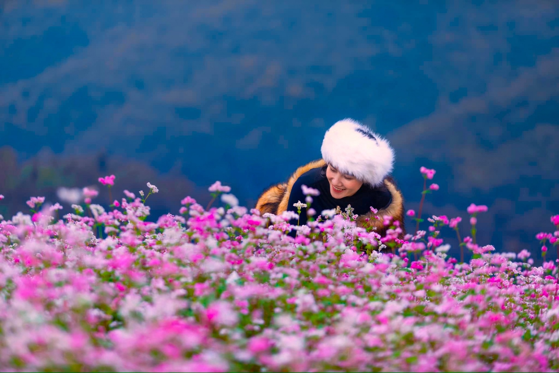 Mùa hoa tam giác mạch Hà Giang