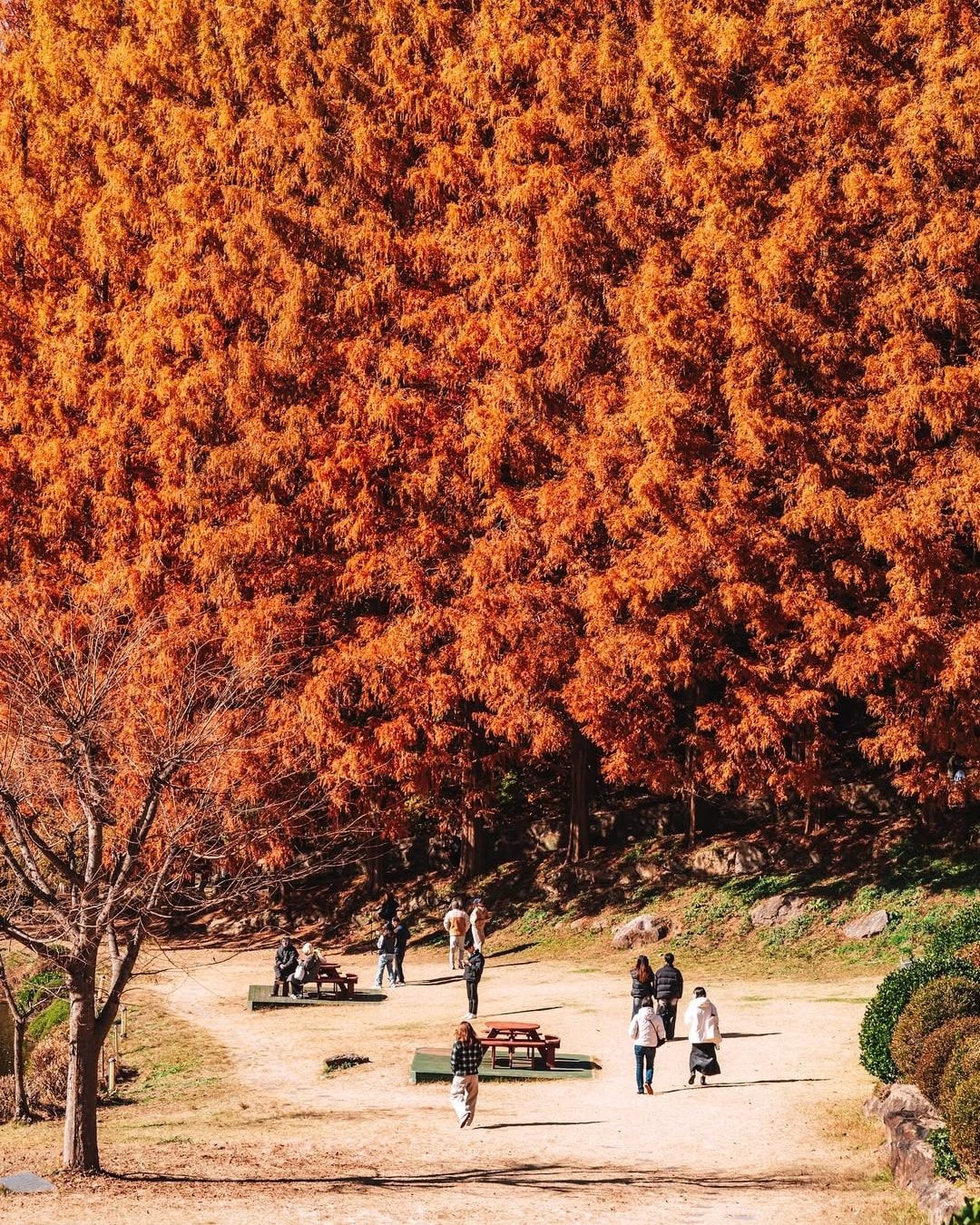 Myeongsu-dang Yongin mùa thu Hàn Quốc (Ảnh sưu tầm) 