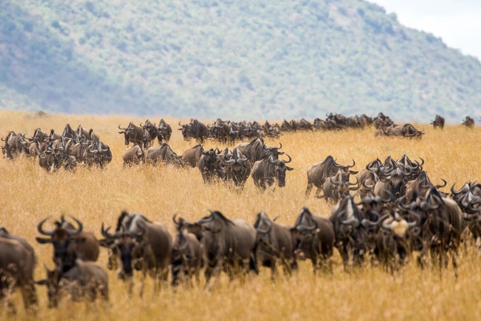 Đàn linh dương đầu bò hàng nghìn con trên thảo nguyên Serengeti