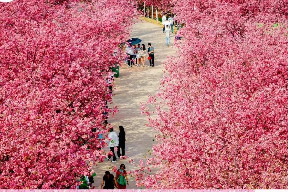 Rừng hoa anh đào lung linh
