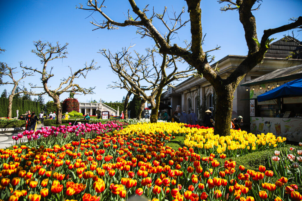 Lễ hội hoa tulip tại Ba Na Hills Đà Nẵng