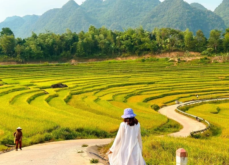 Thung lũng Pù Luông phủ sắc vàng mùa gặt