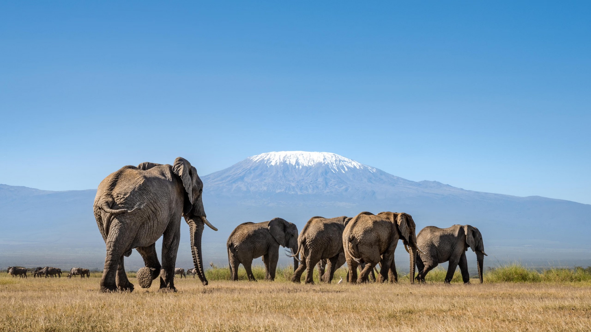 Đàn voi Amboseli với đỉnh Kilimanjaro phủ tuyết