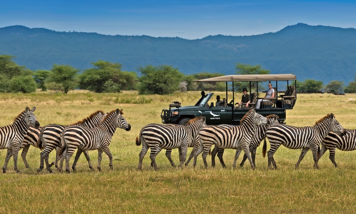 Game drive trên thảo nguyên Serengeti