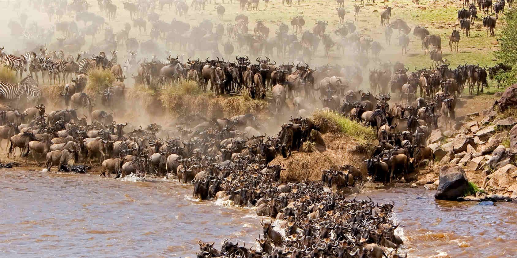 Linh dương đầu bò vượt sông Mara tại Maasai Mara