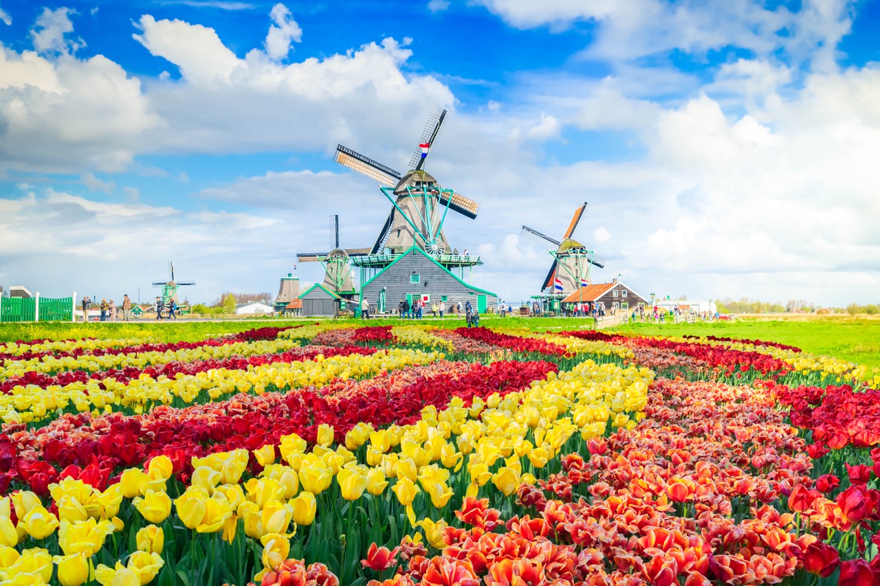 Sắc màu rực rỡ tại lễ hội hoa Tulip Keukenhof