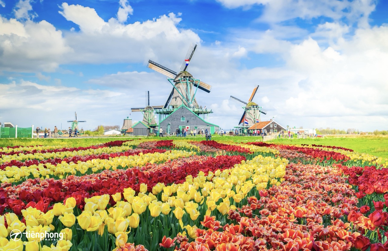 Du lịch Châu Âu ngay để không bỏ lỡ lễ hội hoa tulip Hà Lan rực rỡ sắc màu