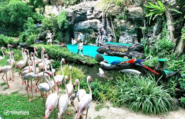 vườn thú Quy Nhơn - sếu đầu đỏ