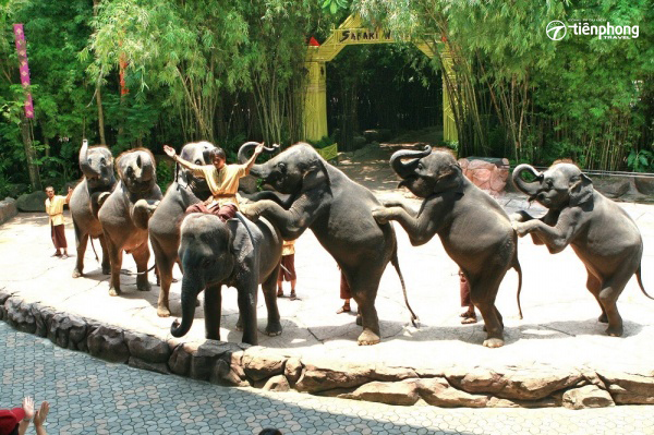 Xiếc voi trong vườn thú Safari Quy Nhơn