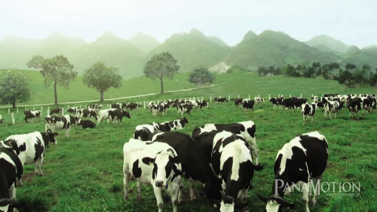 Trang trại bò sữa mộc châu