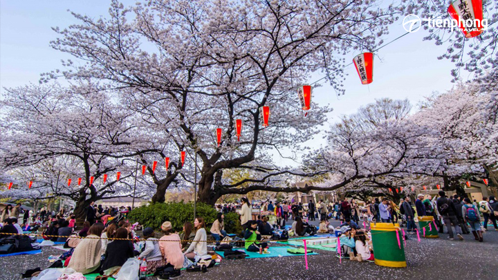 Lễ hội hoa anh đào Nhật Bản