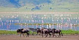 Ngorongoro: Miệng Núi Lửa Ngorongoro Và Hệ Sinh Thái Khép Kín Ở Tanzania