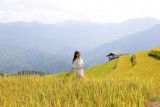 Top 5 Địa Điểm Ngắm Mùa Lúa Chín Đẹp Nhất Việt Nam 2026