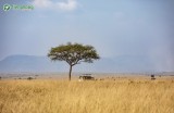Du Lịch Kenya 2026 – Kinh Nghiệm, Chi Phí, Visa & Lịch Trình Safari Từ A–Z