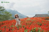 Chinh phục Fansipan giữa biển mây và sắc đỏ hoa xác pháo