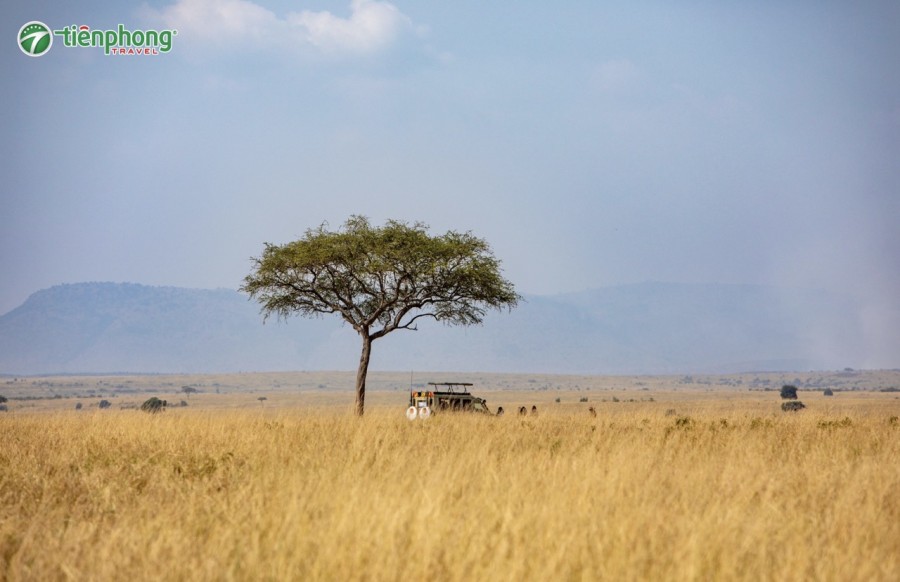 Du Lịch Kenya 2026 – Kinh Nghiệm, Chi Phí, Visa & Lịch Trình Safari Từ A–Z