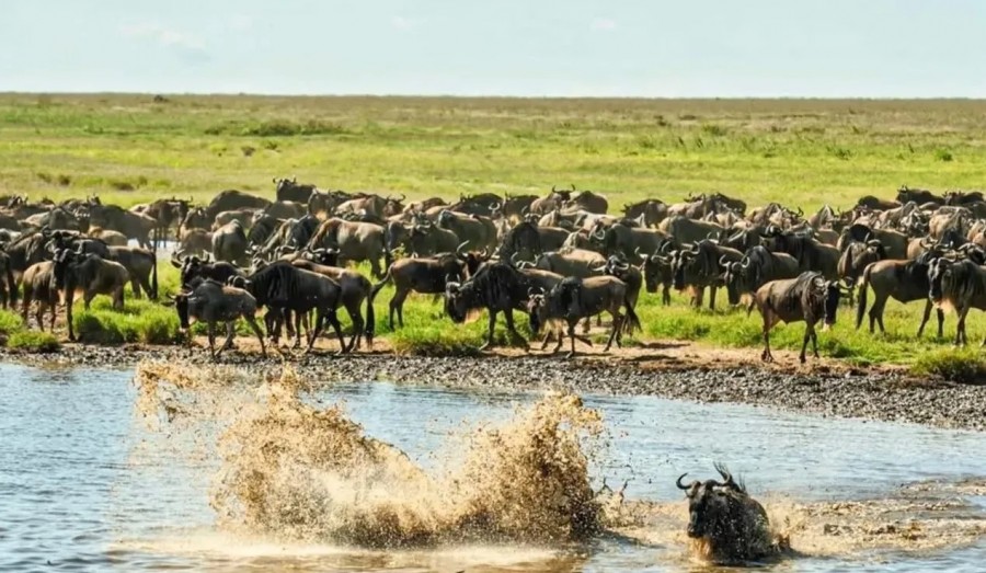 Du Lịch Tanzania 2026 - Serengeti, Kilimanjaro, Ngorongoro & Cẩm Nang Safari Trọn Bộ