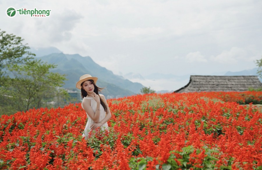 Chinh phục Fansipan giữa biển mây và sắc đỏ hoa xác pháo