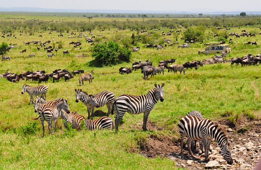 Các Loài Động Vật Dễ Gặp Nhất Khi Đi Safari Mùa Thú Di Cư Châu Phi