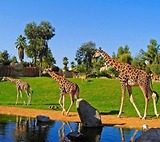 Zoo Safari Park- Vườn thú lớn nhất Đông Nam Á tại Quy Nhơn