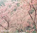 Du lịch Nhật Bản mùa hoa anh đào - đắm mình trong sắc hồng rực rỡ
