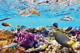 Điểm du lịch Thái Lan: Đảo san hô coral island