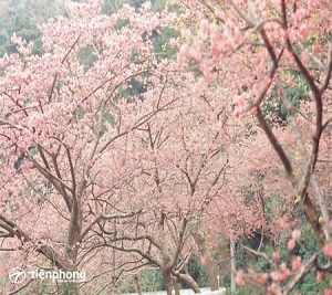 Du lịch Nhật Bản mùa hoa anh đào - đắm mình trong sắc hồng rực rỡ