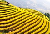 10 Lý Do Nên Du Lịch Hà Giang Mùa Lúa Chín