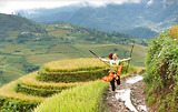 Giải Marathon Ultra Trail Mù Cang Chải 2025: Thể Thao Và Mùa Lúa Chín Cùng Hòa Nhịp