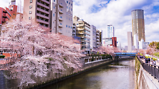 KHÁM PHÁ SÔNG MEGURO - ĐIỂM NGẮM HOA ANH ĐÀO TUYỆT ĐẸP TẠI TOKYO