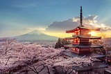 Tận Hưởng Cảnh Sắc Tuyệt Vời Mùa Hoa Anh Đào Nhật Bản: Hành Trình Mùa Xuân Lãng Mạn