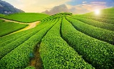 Review Chi Tiết Tour Hà Nội - Mộc Châu: Lịch Trình, Điểm Đến Và Trải Nghiệm Khó Quên