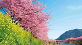 Du Lịch Nhật Bản Tết Nguyên Đán | Ngắm Hoa Anh Đào Nở Sớm Ở Kawazu – Trải Nghiệm Mùa Xuân Nhật Bản Dịp Tết
