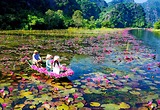 Mùa Hoa Súng Ở Ninh Bình - Dòng Ngô Đồng Hóa Thành Dải Lụa Tím Mộng Mơ