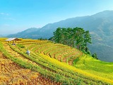 Kinh Nghiệm Đi Mù Cang Chải Từ A - Z: Cẩm Nang Chi Tiết Cho Chuyến Đi Trọn Vẹn