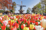 KINH NGHIỆM DU LỊCH KEUKENHOF – THIÊN ĐƯỜNG HOA TULIP ĐẸP NHẤT THẾ GIỚI