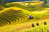 Săn Ảnh Mù Cang Chải: Bí Quyết Để Không Bỏ Lỡ Mùa Lúa Chín