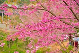 Mùa hoa anh đào xóm Mừng - bản tình ca mùa xuân của du lịch Hòa Bình