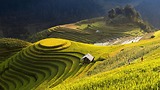 Nên Đi Mù Cang Chải Vào Tháng Mấy? Gợi Ý Mùa Lúa Chín Đẹp Nhất